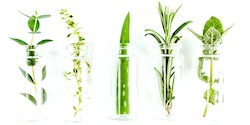 Infused & Macerated Oils