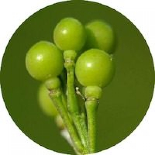 ABYSSINIAN (CRAMBE) SEED OIL