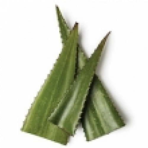 ALOE VERA OIL