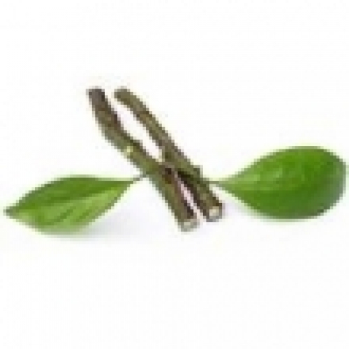 AMYRIS OIL