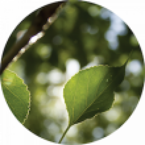 BALSAM POPLAR (BALM OF GILEAD) OIL
