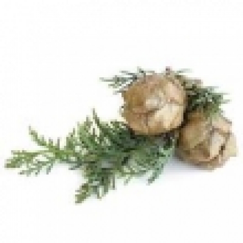 BLUE CYPRESS OIL