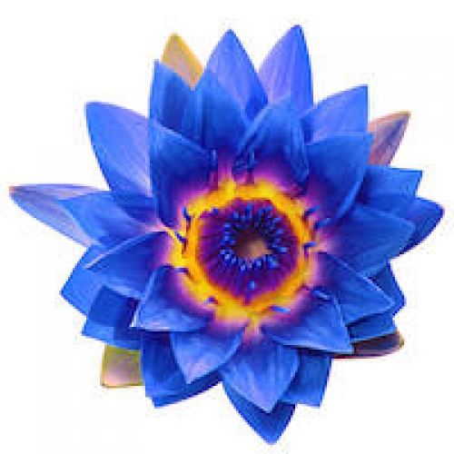 LOTUS BLUE (BLUE WATER LILY) ABSOLUTE OIL