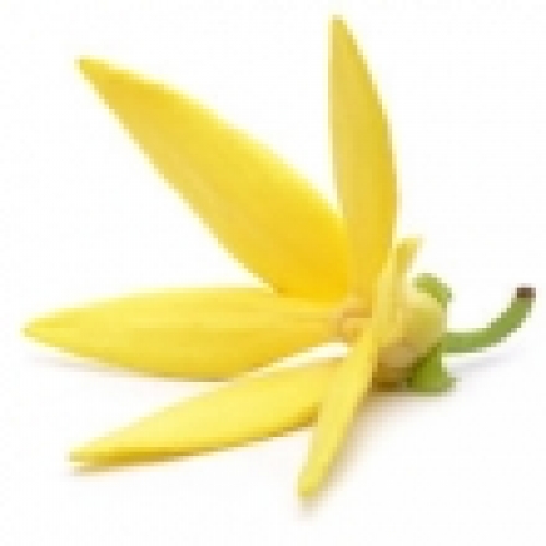 CANANGA OIL