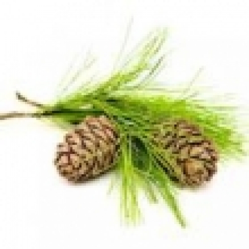 CEDARWOOD OIL