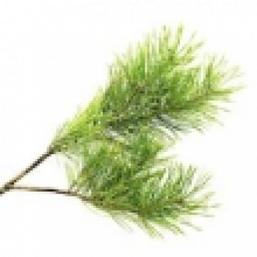 CEDARWOOD VIRGINIANA OIL