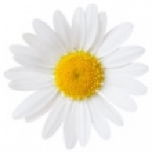 CHAMOMILE OIL, GERMAN BLUE