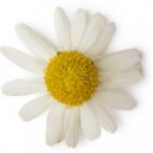 CHAMOMILE OIL, ROMAN