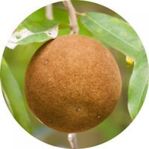 CHAULMOOGRA OIL