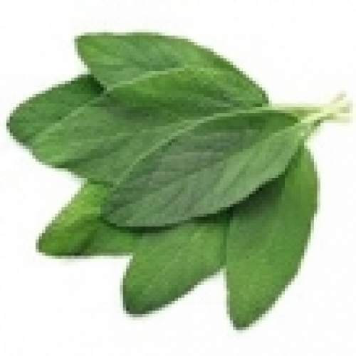 COMMON SAGE (DALMATIAN SAGE) OIL