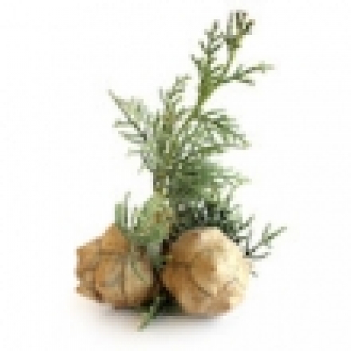 CYPRESS OIL