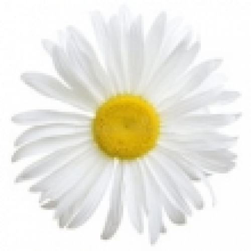 DAISY FLOWER OIL