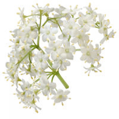 ELDERFLOWER ABSOLUTE OIL