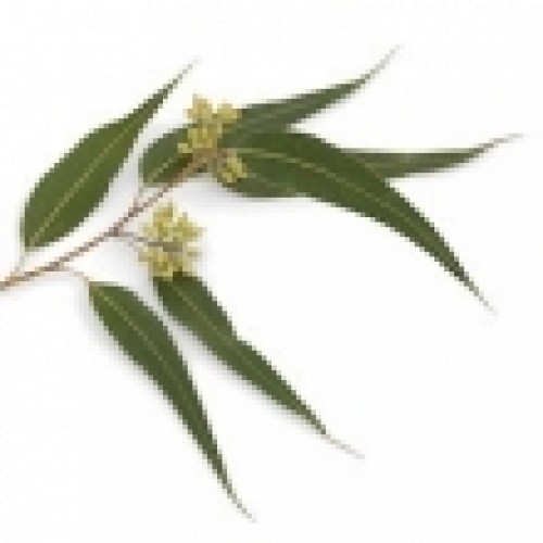 EUCALYPTUS DIVES (PEPPERMINT GUM) OIL