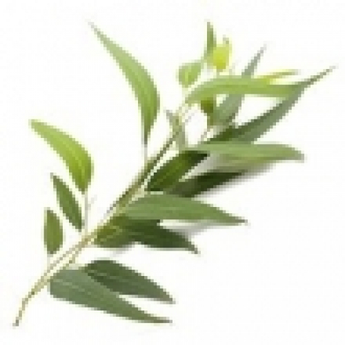 EUCALYPTUS RADIATA OIL