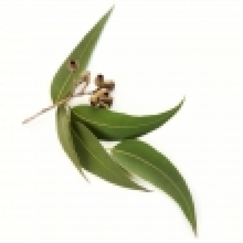 EUCALYPTUS POLYBRACTEA (BLUE LEAVED MALLEE) OIL