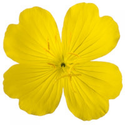 EVENING PRIMROSE OIL