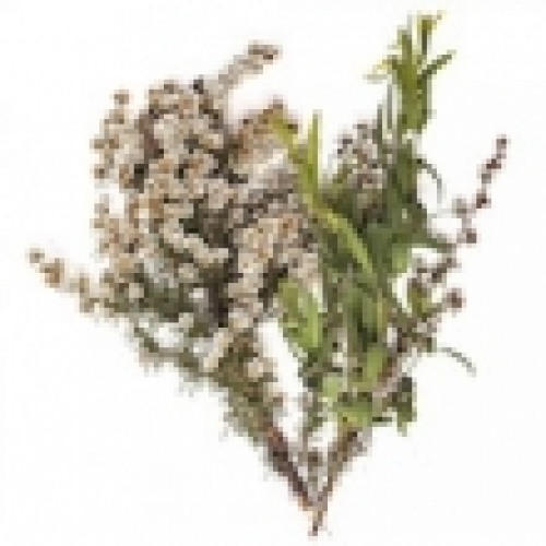 FRAGONIA OIL
