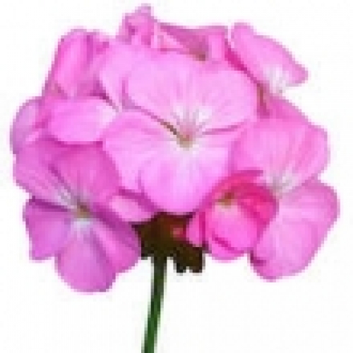 GERANIUM OIL