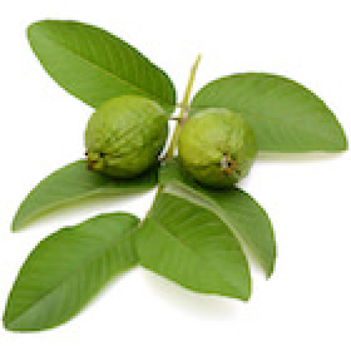 GUAVA LEAF OIL