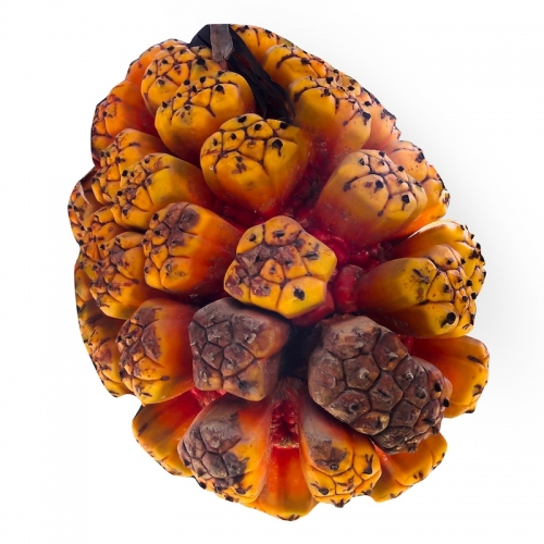 KEWRA OIL