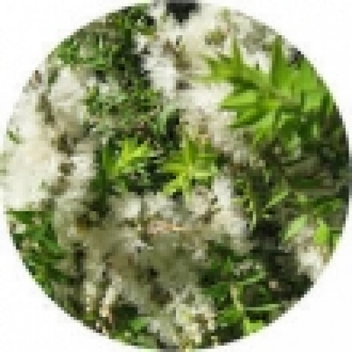 KUNZEA OIL
