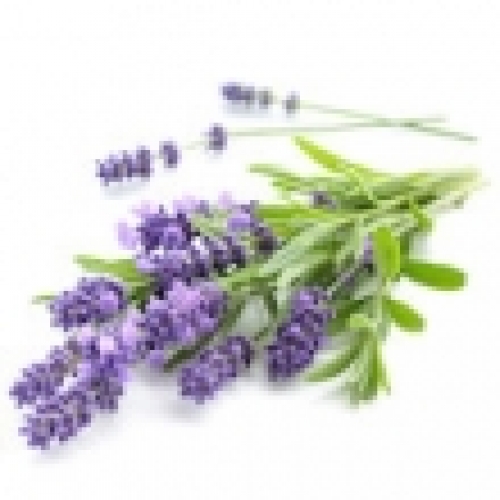 LAVENDER OIL