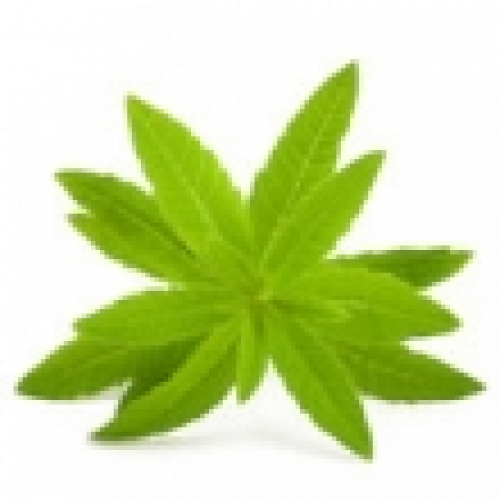 LEMON VERBENA OIL