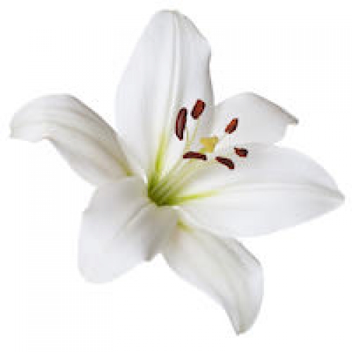 LILY ABSOLUTE OIL