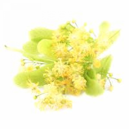 LINDEN BLOSSOM ABSOLUTE OIL