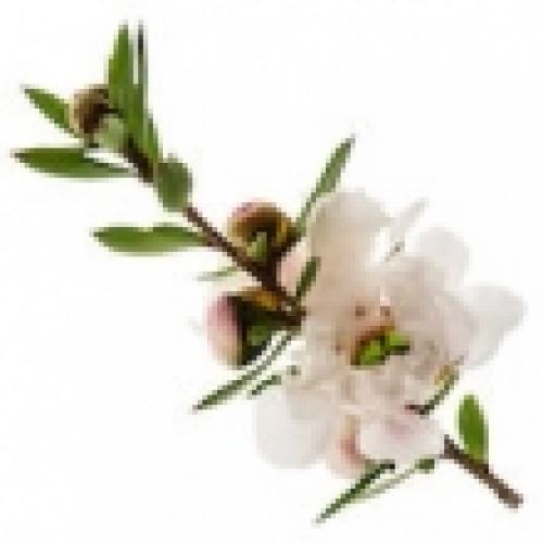 MANUKA OIL
