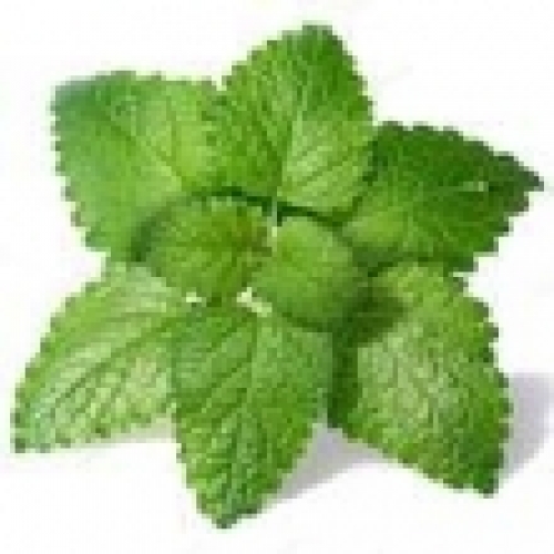 MELISSA (LEMON BALM) OIL