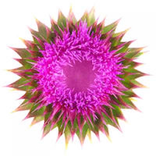 MILK THISTLE SEED OIL