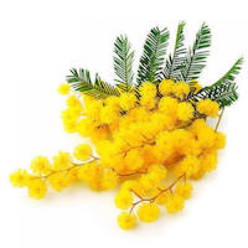 MIMOSA ABSOLUTE OIL