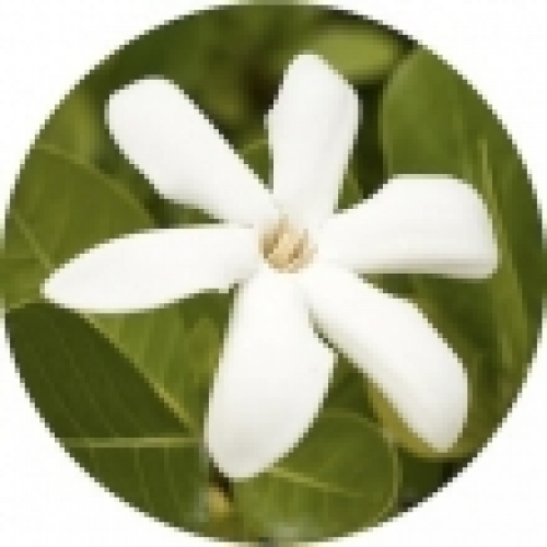 MONOI DE TAHITI (TIARE) OIL