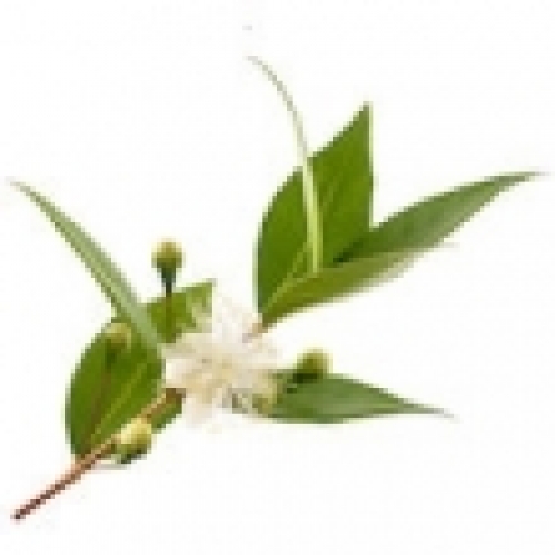 MYRTLE OIL