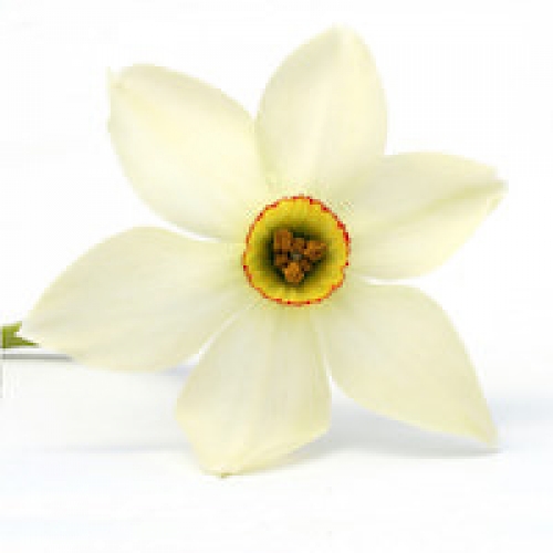 NARCISSUS ABSOLUTE OIL