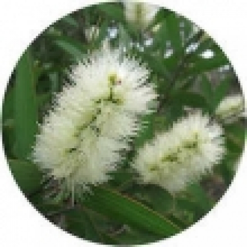 NIAOULI OIL