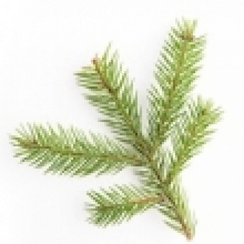 NORWAY SPRUCE OIL