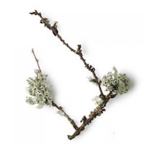 OAKMOSS ABSOLUTE