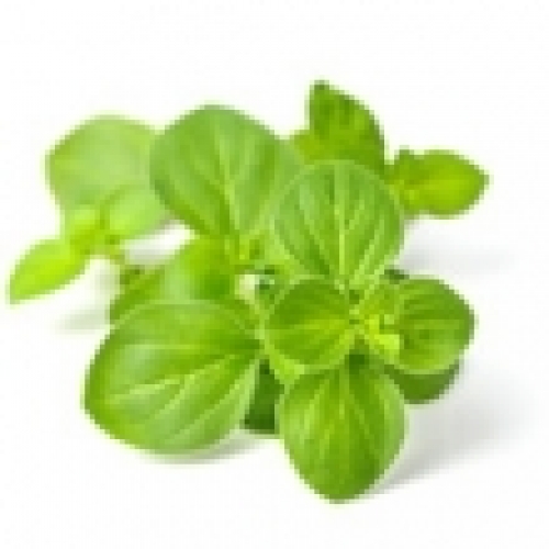 OREGANO (ORIGANUM) OIL