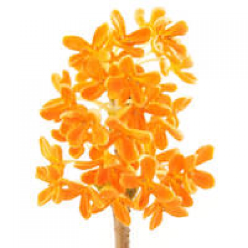 OSMANTHUS ABSOLUTE OIL