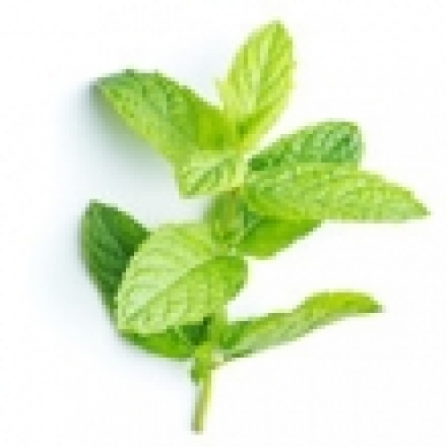 PEPPERMINT OIL