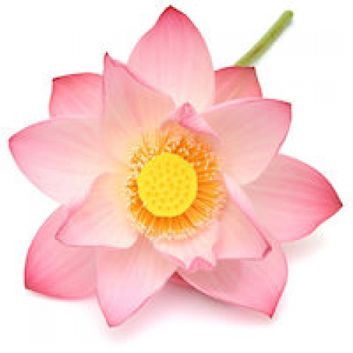 LOTUS PINK ABSOLUTE OIL
