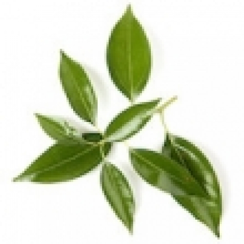 RAVINTSARA (HO LEAF) OIL