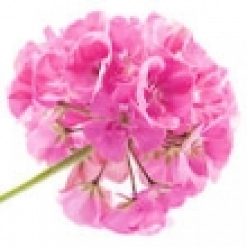 ROSE GERANIUM OIL