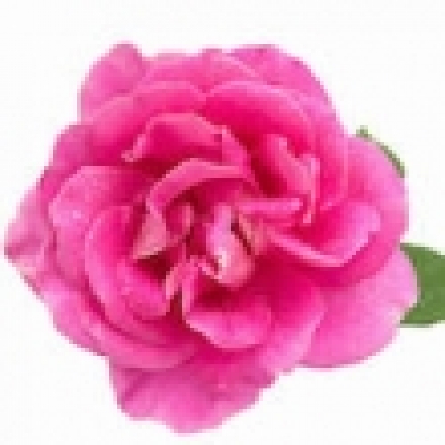 ROSE OTTO (BULGARIAN DAMASK ROSE ESSENTIAL OIL)