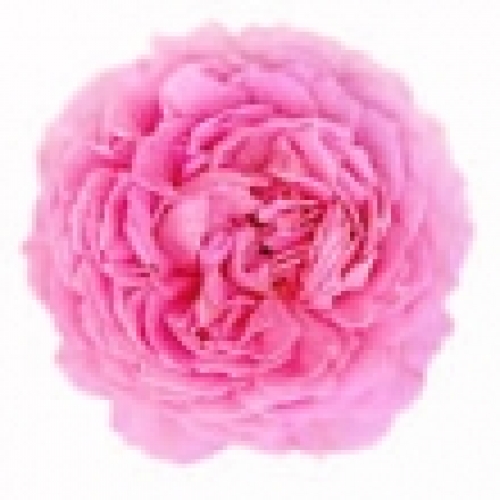 ROSE DE MAI OTTO (ROSE MAROC ESSENTIAL OIL)
