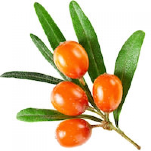 SEA BUCKTHORN OIL
