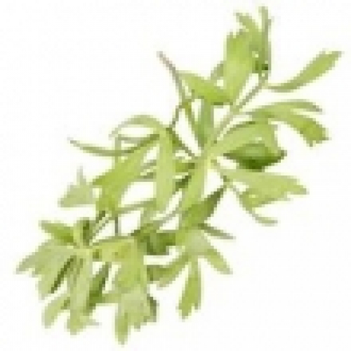 SEA FENNEL OIL